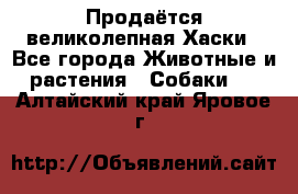 Продаётся великолепная Хаски - Все города Животные и растения » Собаки   . Алтайский край,Яровое г.